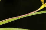 Fringed yellow star-grass